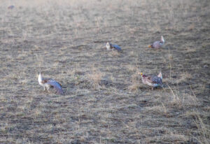 Sharp-tailed Grouse at Benton Lake