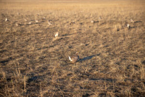 Sharp-tailed Grouse lek at Benton Lake National Wildlife Refuge